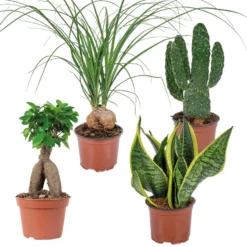 4x Tropische Kamerplanten Mix - ⌀12 Cm - ↕ 25-45 Cm