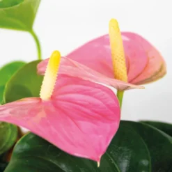 Anthurium Aristo Roze – Flamingoplant - ⌀14 Cm - ↕45-55 Cm -Exporteren Tuin Verge Winkel 1986446736 0102