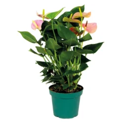Anthurium Aristo Roze – Flamingoplant - ⌀14 Cm - ↕45-55 Cm