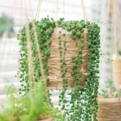 Senecio 'Rowleyanus' - Kruiskruid In Hangpot - Pot 17 - ↕20 Cm -Exporteren Tuin Verge Winkel 1992848189 0102