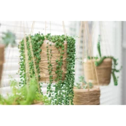 Senecio 'Rowleyanus' - Kruiskruid In Hangpot - Pot 17 - ↕20 Cm -Exporteren Tuin Verge Winkel 1992848189 0103