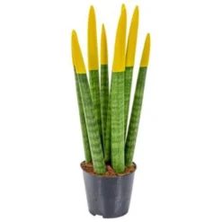 Sansevieria Velvet Touch P9H35 -Exporteren Tuin Verge Winkel 1994644926 0102