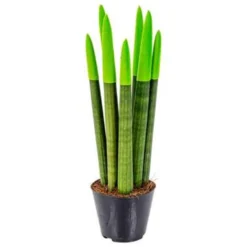 Sansevieria Velvet Touch P9H35 -Exporteren Tuin Verge Winkel 1994644926 0103