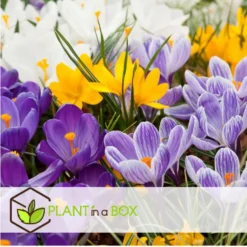 Plant In A Box - Crocus Large Flowering Mix - Bloembollen X30 - Krokus -Exporteren Tuin Verge Winkel 1b2536cd18aa4068be526575b4bbcf4a