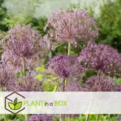 Allium Christophii X15 - Bloembollen - 15 Stuks - Sierui Paars -Exporteren Tuin Verge Winkel 1c09ec82ff254a099711b184e382e080