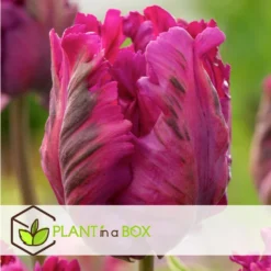 Tulipa Parrot Negrita - Bloembollen X20 - Tulp - Donkerpaars -Exporteren Tuin Verge Winkel 1d9b01ce31914bec80f0eaffcd0f60ee