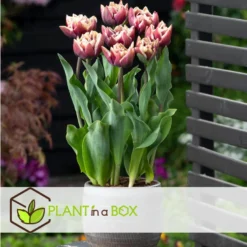 Tulipa Wyndham - Bloem Bollen X21 - Tulp - Paars -Exporteren Tuin Verge Winkel 1e18b96bffff44fd8074f00107e12cf7 1