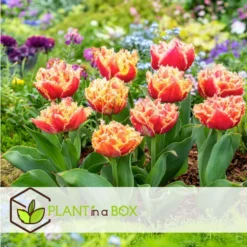 Tulipa Brisbane - Bloem Bollen X15 - Tulp - Roze -Exporteren Tuin Verge Winkel 24a543446b354224977840e221f4ec6c