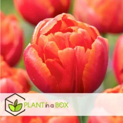 Tulipa Icoon - Bloem Bollen X21 - Tulp - Rood -Exporteren Tuin Verge Winkel 25a0f8f1a93947b29fc96b52a0b7d48f