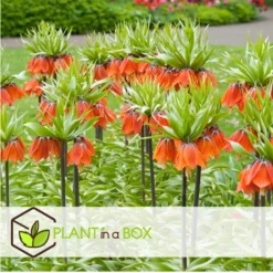 Plant In A Box - Fritillaria Rubra - Bloembollen X3 - Rode Kievietsbloem -Exporteren Tuin Verge Winkel 26c1fadb67b147fbb20456cf4c1dae6b
