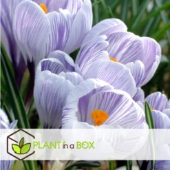 Plant In A Box - Crocus Pickwick - Bloembollen X30 - Krokus -Exporteren Tuin Verge Winkel 2736cf8cc7064c5383c6352c5ed5b496