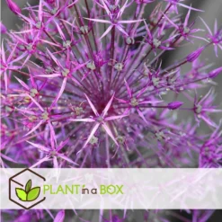 Allium Christophii X15 - Bloembollen - 15 Stuks - Sierui Paars -Exporteren Tuin Verge Winkel 2b50565800524c3cb5943d65e2de039e