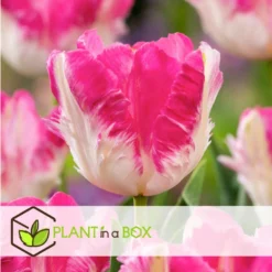 Tulipa Cabanna - X10 - Tulpenbollen - Roze / Wit -Exporteren Tuin Verge Winkel 2b8a8a5b8c2e4b41900a456ee2523390