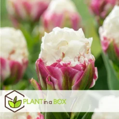 Tulipa Ice Cream - Bloem Bollen X15 - Tulp - Paars Wit -Exporteren Tuin Verge Winkel 2c507a3b4300483eacb9e7d4089a7f71