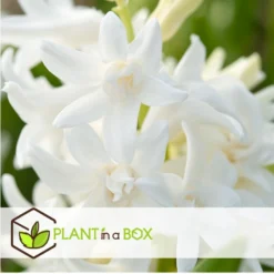 Hyacinthus Carnegie X20 - Hyacint - Winterharde Bloembollen -Exporteren Tuin Verge Winkel 2ff3efa985694bee9e5f7235e1100d81