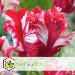 Tulipa Estella Rijnveld - 14x Tulpenbollen - Winterharde Bloembollen -Exporteren Tuin Verge Winkel 313850d9968c433e9278a77d17123c97