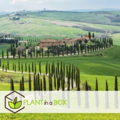 Cupressus Sempervirens - Toscaanse Cipres - Pot 19cm - Hoogte 70-80cm -Exporteren Tuin Verge Winkel 31661b92f7e644719eee49f13d8ec931