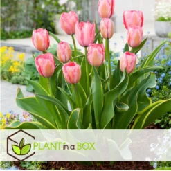 Plant In A Box - Tulipa Design Impression - Bloem Bollen X40 - Tulp - Roze -Exporteren Tuin Verge Winkel 355a6596bcf745d187329531832db5d0