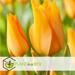Tulipa Praestans Shogun - Bloembollen X40 - Tulp - Oranje -Exporteren Tuin Verge Winkel 3a7c524a9873469fb22b189898c08e27