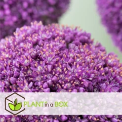Plant In A Box - Allium Ambassador - Bloembollen X3 - Paarse Bollen - Hoog -Exporteren Tuin Verge Winkel 3b37a09268fa40cc83c2abc69404dfb8