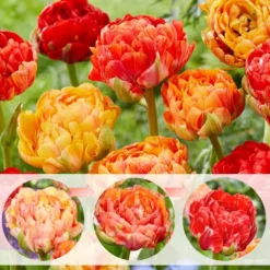 Tulipa Gudoshnik Double - Bloembollen X30 - Tulpen - Oranje -Exporteren Tuin Verge Winkel 40ae2622216443b1a6cbcc433ce38745