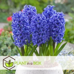 Hyacinthus Blue Trophy - 10x Winterharde Bloembollen Hyacinten - Vroegbloeiend -Exporteren Tuin Verge Winkel 43772f31e078491ea548e9f72b6de6fa 1