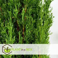 Cupressus Sempervirens - Toscaanse Cipres - Pot 19cm - Hoogte 70-80cm -Exporteren Tuin Verge Winkel 44f3af0a816a4a03b31cc13f02218a05