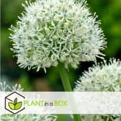 Allium Mount Everest - Bloembollen X3 - Allium - Wit -Exporteren Tuin Verge Winkel 46b87dbb7f384d5fa46da6231a52095b