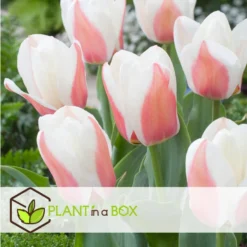 Tulipa Willem Vd Akker - Bloembollen X14 - Tulp - Tweekleurig -Exporteren Tuin Verge Winkel 481a1e3510384506931c63c5bbac617a