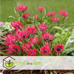 Tulipa Little Beauty - Bloembollen X40 - Rode Tulpen Meerjarig -Exporteren Tuin Verge Winkel 4a26866228c34568823614dc592b9c1c