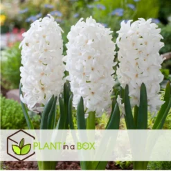 Hyacinthus Carnegie X20 - Hyacint - Winterharde Bloembollen -Exporteren Tuin Verge Winkel 4b2123bfdd9d49eb9f58f772329b225a