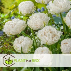 Tulipa Snow Crystal - Bloembollen X10 - Tulp - Wit -Exporteren Tuin Verge Winkel 4b5a08dbbf604d998bb48cfa8ee35c57