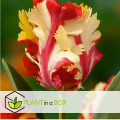 Tulipa Flaming Parrot - Bloembollen X20 - Tulp - Parkiettulp -Exporteren Tuin Verge Winkel 4f0b9189aacb451e8640de144ce65446