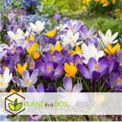 Plant In A Box - Crocus Large Flowering Mix - Bloembollen X30 - Krokus -Exporteren Tuin Verge Winkel 4f7392a2561b469292920e9643f6be24
