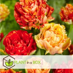 Tulipa Gudoshnik Double - Bloembollen X15 - Tulpen - Oranje -Exporteren Tuin Verge Winkel 51765b645f2a4d95b2b4ff7077c3bb14