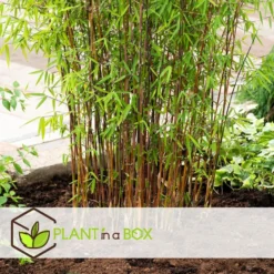 2 Fargesia Red Dragon - Niet Woekerende Rode Bamboe - Pot 17cm - Hoogte 60-80cm -Exporteren Tuin Verge Winkel 5be463acb47241febd1a94711b7a0a93