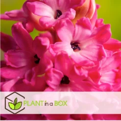 Hyacinthus Jan Bos X10 - Hyacint - Winterharde Bloembollen -Exporteren Tuin Verge Winkel 5cd6a7a3a6f542938100908cf7ef12be