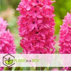 Hyacinthus Jan Bos X20 - Hyacint - Winterharde Bloembollen -Exporteren Tuin Verge Winkel 5dcdd64105e24bb1ae80a201161b5b71