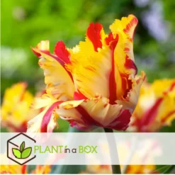Tulipa Flaming Parrot - Bloembollen X15 - Tulp - Parkiettulp -Exporteren Tuin Verge Winkel 5fcbb0bf8d8c4aa9b5eb5197c35ca937