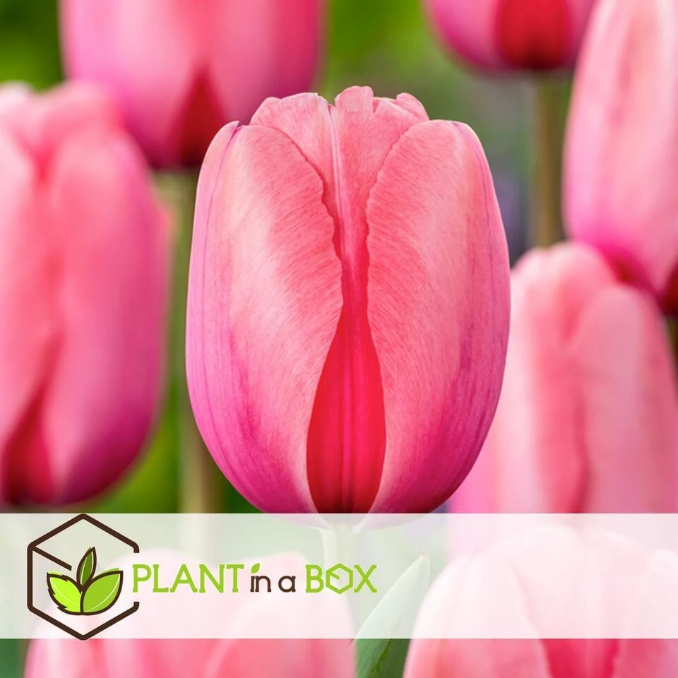 Rood & Roze Tulpenmix - X80 - Bloembollen 4 Rood & Roze Tulpenmix - X80 - Bloembollen - Afbeelding 4