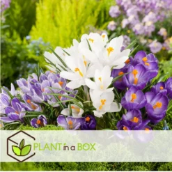 Crocus White - Bloembollen X30 - Krokus - Wit - Vroege Bloeier -Exporteren Tuin Verge Winkel 6539b215afd14d00a12adf6adf6b8e50