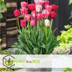 Tulipa Hemisphere - Bloembollen X30 - Tulp - Roze / Wit / Rood -Exporteren Tuin Verge Winkel 6889517d96c0495994eb687d2a9d81ec