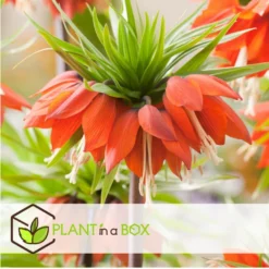 Plant In A Box - Fritillaria Rubra - Bloembollen X3 - Rode Kievietsbloem -Exporteren Tuin Verge Winkel 6b5b840057ef4b57a0e12f94541fa021