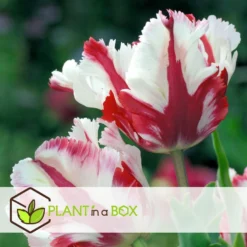 Tulipa Estella Rijnveld - 14x Tulpenbollen - Winterharde Bloembollen -Exporteren Tuin Verge Winkel 6e5e6d1c08f040afb095ff74e029709f