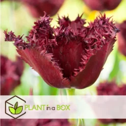 Tulipa Labrador - Bloembollen X20 - Tulp - Donkerpaars -Exporteren Tuin Verge Winkel 711dfafc45294709a044c179a9ada975