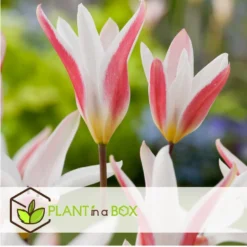 Plant In A Box - Tulipa Clusiana Stellata - Bloembollen X40 - Tulp - Wit En Roze -Exporteren Tuin Verge Winkel 77cbcab78d55412d9cc9c0c611135a09