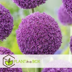 Plant In A Box - Allium Ambassador - Bloembollen X3 - Paarse Bollen - Hoog -Exporteren Tuin Verge Winkel 7d086ddd2a13405b82ef62326f4ab5f0