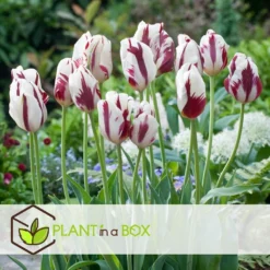 Plant In A Box - Tulipa Flaming Beauty Mix - Tulpenbollen X60 - Bloembollen -Exporteren Tuin Verge Winkel 85b5e6bdd3814491aa215e79acb537d2