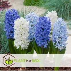 Hyacinthus Blue Water Mix X10 - Hyacint - Winterharde Bloembollen -Exporteren Tuin Verge Winkel 868897ca3b1d4599a0e75325a1da1354