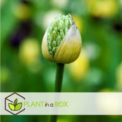 Allium Mount Everest - Bloembollen X3 - Allium - Wit -Exporteren Tuin Verge Winkel 8eb03c577a154fa0bf1d9356be99aad0